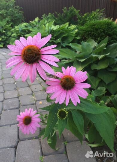 Многолетники