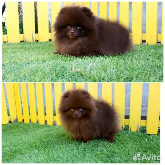 Померанский шпиц карликовый
