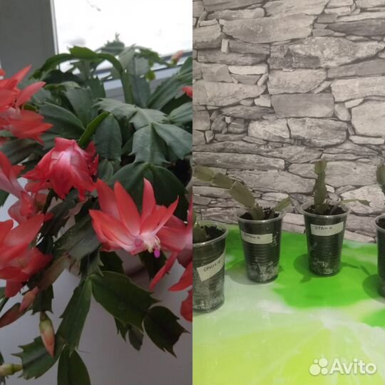 Комнатные растения цветы