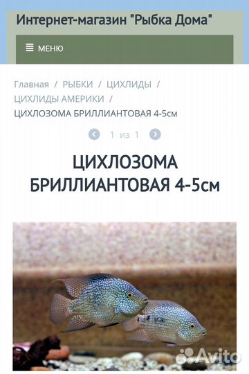 Цихлозома бриллиантовая рыбки в аквариум