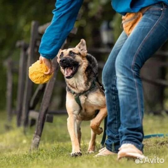 Мини овчарка в добрые руки