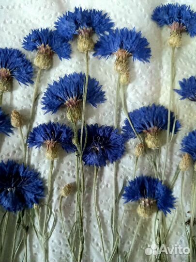 Сухоцветы. Василек