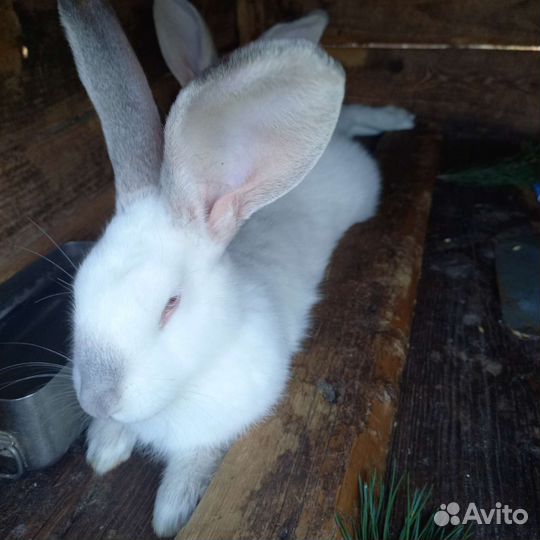 Разных пород