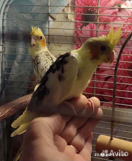 Птенцы попугая кореллы