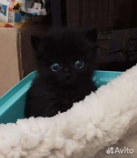 Котенок в добрые руки