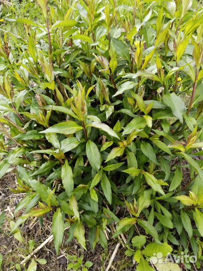 Флоксы многолетние