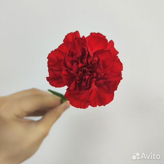 Красные гвоздики