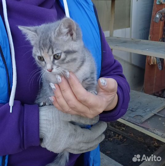 Котята в добрые руки даром бесплатно