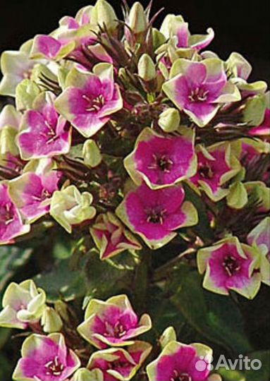 Флоксы рассада