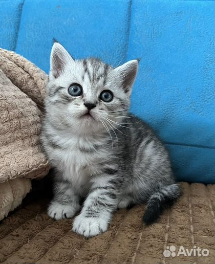 Шотландские котята
