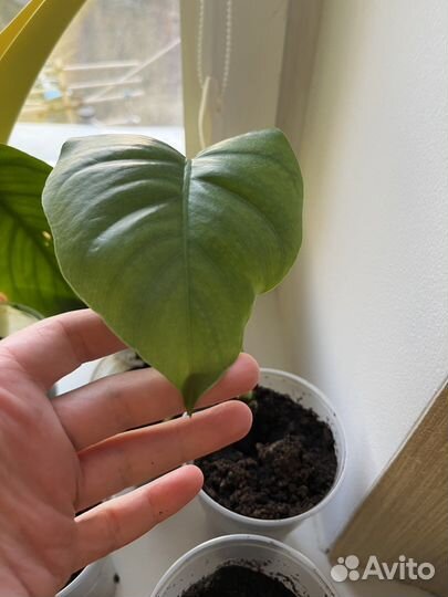 Монстера (укорененные отростки)