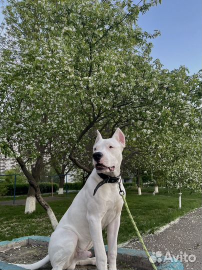 Собака для фотосессии