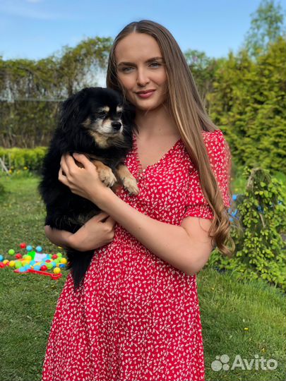 Передержка животных