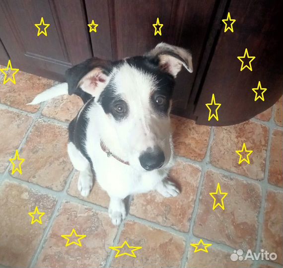 Белый щенок Ричард