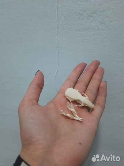 Череп крысы