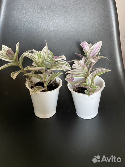 Традесканция розовая