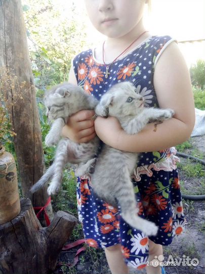 Шотландская