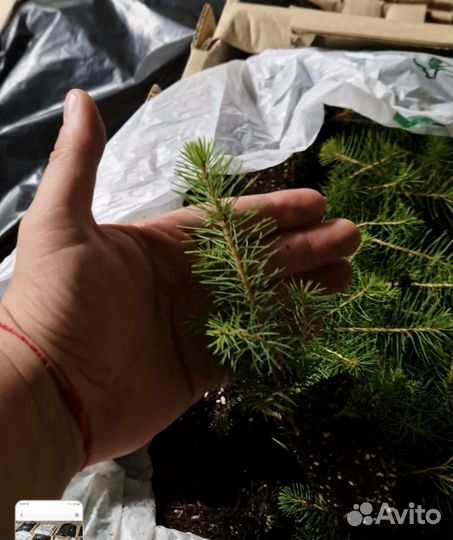 Сеянцы сосны обыкновенной зкс
