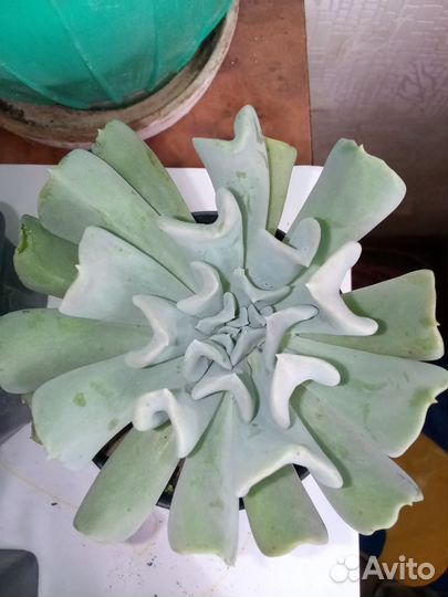 Суккуленты