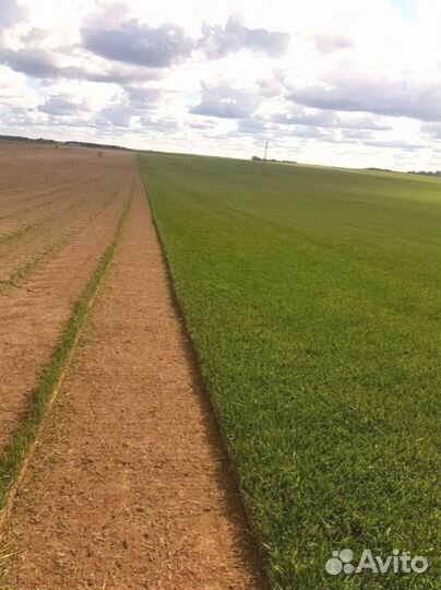 Рулонный газон