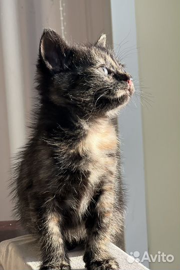 Кошка в дар бесплатно