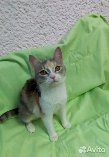 Красивая кошечка