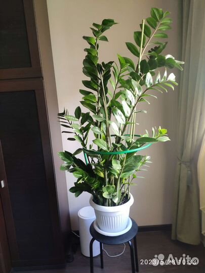 Замиокулькас