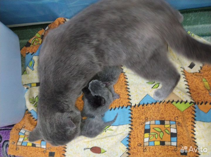 Котята в добрые руки бесплатно