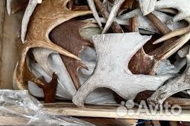 Лось олень рога