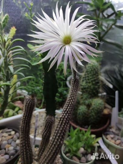 Кактусы почтой