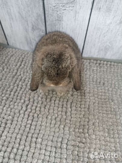 Самочка minilop в окрасе агути