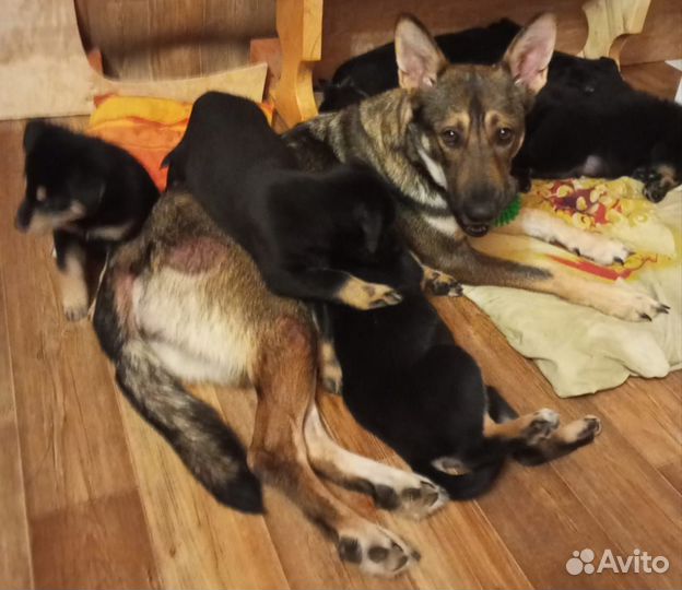 Щенки от овчарки