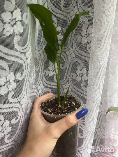 Молодое растение спатифиллума