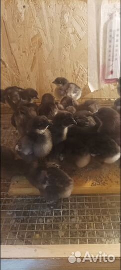 Инкубационное яйцо пород ухейлюй,марана,брама