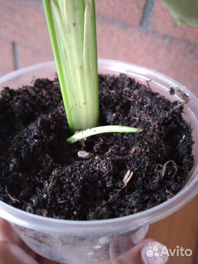 Ктенанта Лубберса