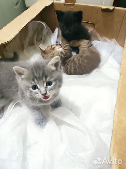 Котята в добрые руки