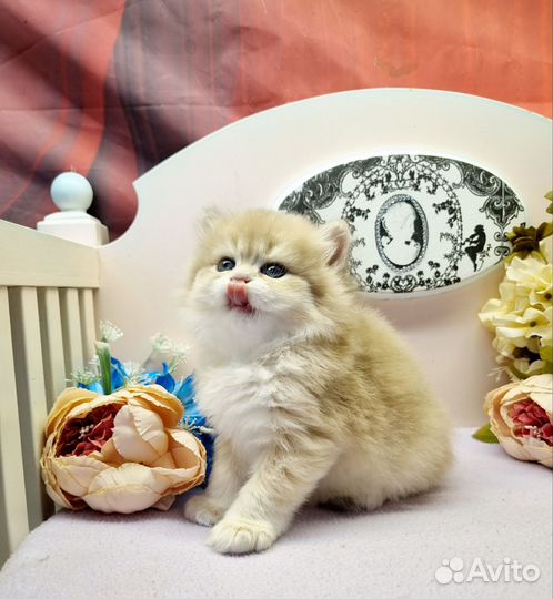 Британские золотые котята, котята с документами