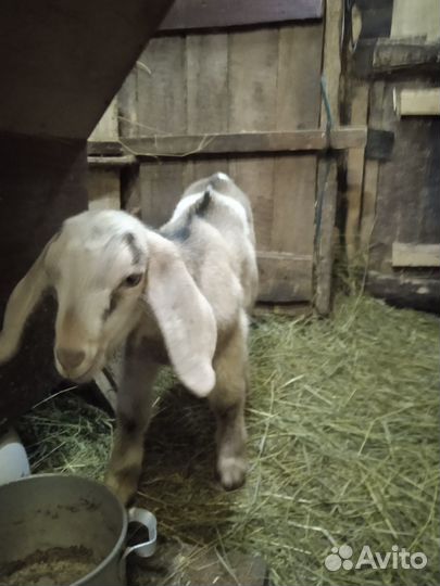 Нубийский козлик.Коза дойная