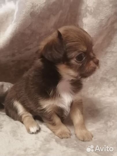 Длинношерстные девочки чишечки