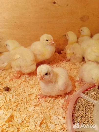 Бройлер Кобб 500 (импорт)