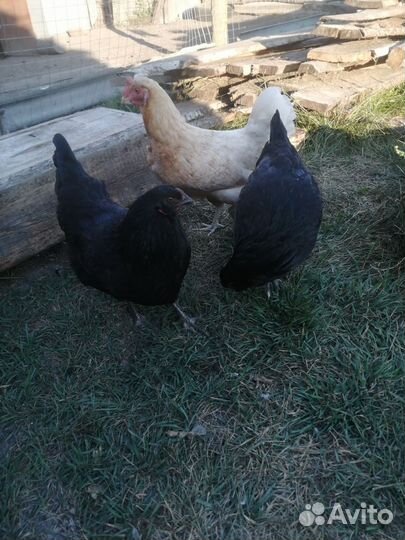 Куры семья 1+5