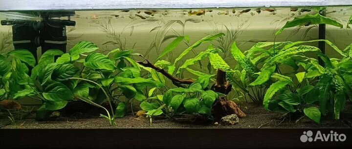 Аквариум 70 л