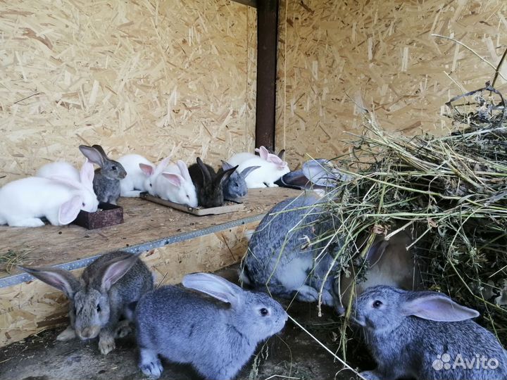 Мясо кролика