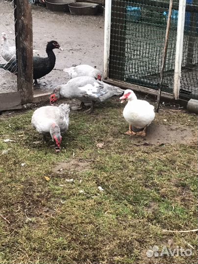 Мускусные утята индоутки