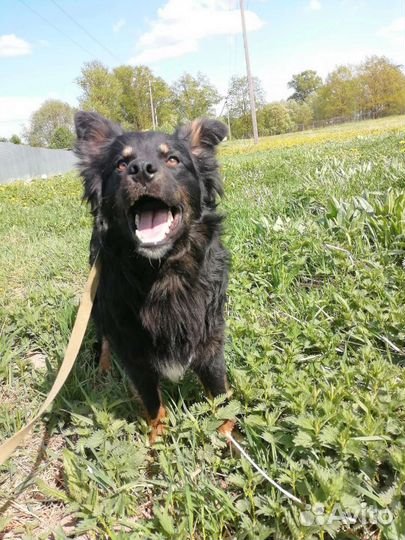 Очень классный молодой пёс ищет дом в добрые руки