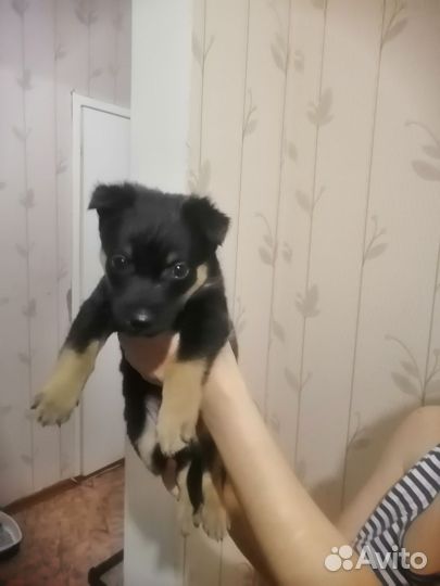 Щенок мальчик 1,5 месяца
