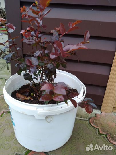 Саженцы голубики 2 летние