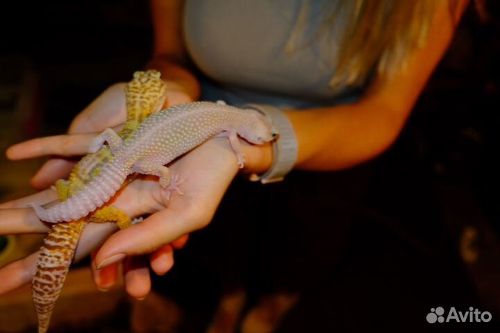 Геккон эублефар пара