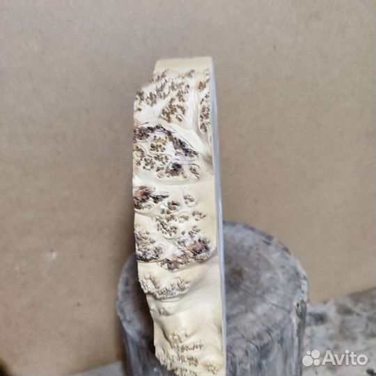 Слеб, спил карагача