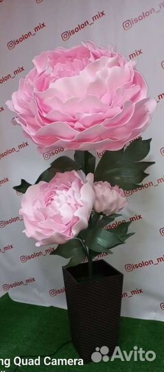 Ростовой пион с подсветкой